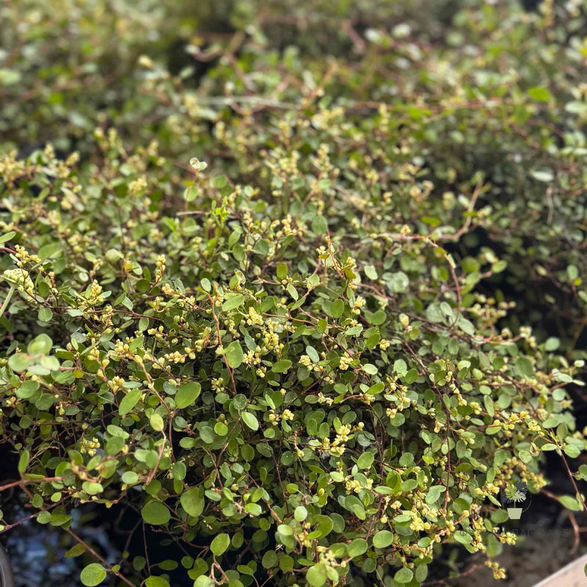 Μουλενμπέκια (Muehlenbeckia complexa) | Αναρριχώμενο & Εδαφοκαλυπτικό Αειθαλές Φυτό - 3